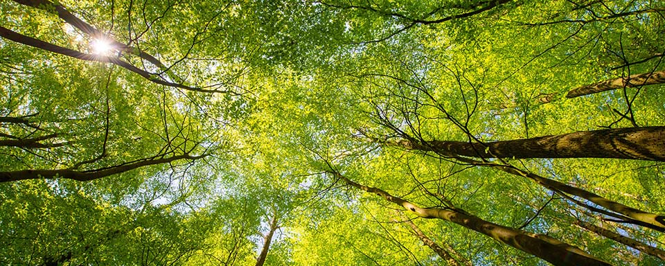 Gebladerte van bomen waar zon doorheen schijnt | Earthday 2020 | Dit is de tijd van doen | a.s.r.