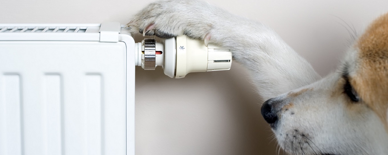 Hond draait verwarming lager met poot voor energiebesparing - Verduurzamingshypotheek