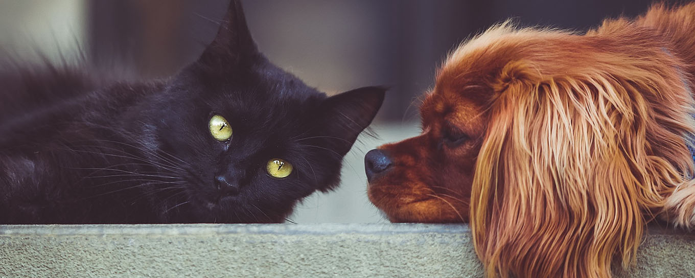 Hond en kat naast elkaar