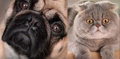 Hond en kat met platte neus