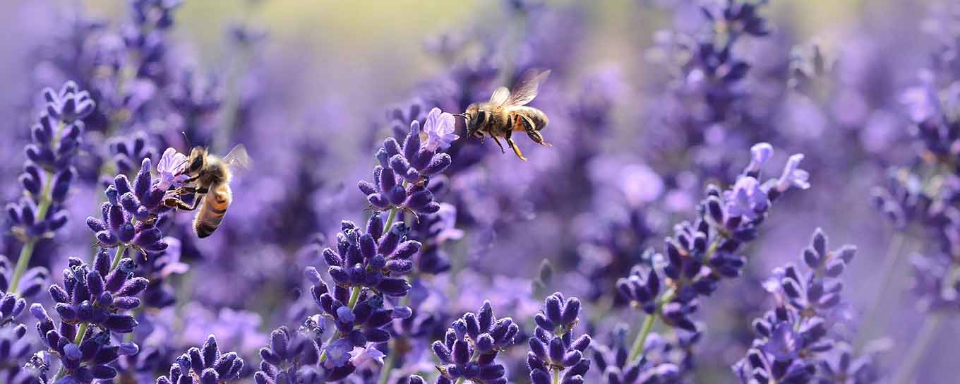 Lavendelbloemen met bijen