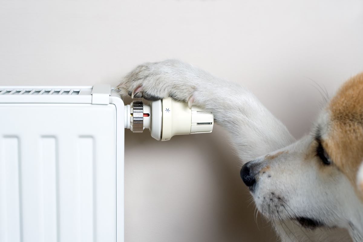 Hond bij radiator centrale verwarmging